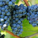 grapes-1074526_960_720