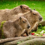 capybara-1599766_960_720