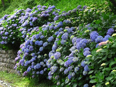 今が見頃の紫陽花 あじさい 観賞 静岡県内おすすめスポット 浜松エリアの生活 エンタメ情報はエネフィブログ