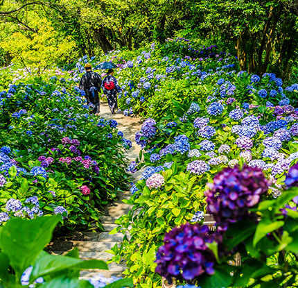 今が見頃の紫陽花 あじさい 観賞 静岡県内おすすめスポット 浜松エリアの生活 エンタメ情報はエネフィブログ