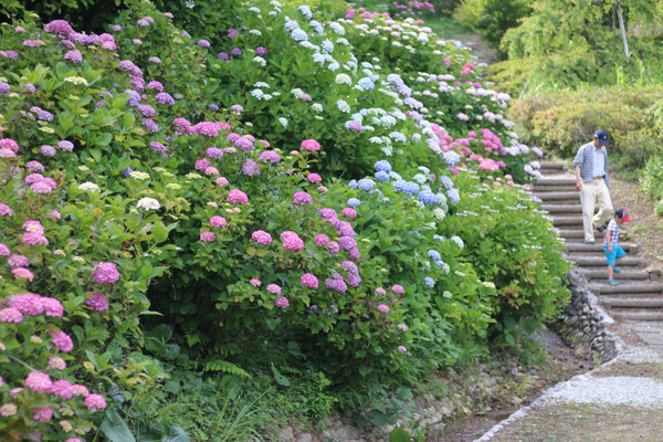 今が見頃の紫陽花 あじさい 観賞 静岡県内おすすめスポット 浜松エリアの生活 エンタメ情報はエネフィブログ