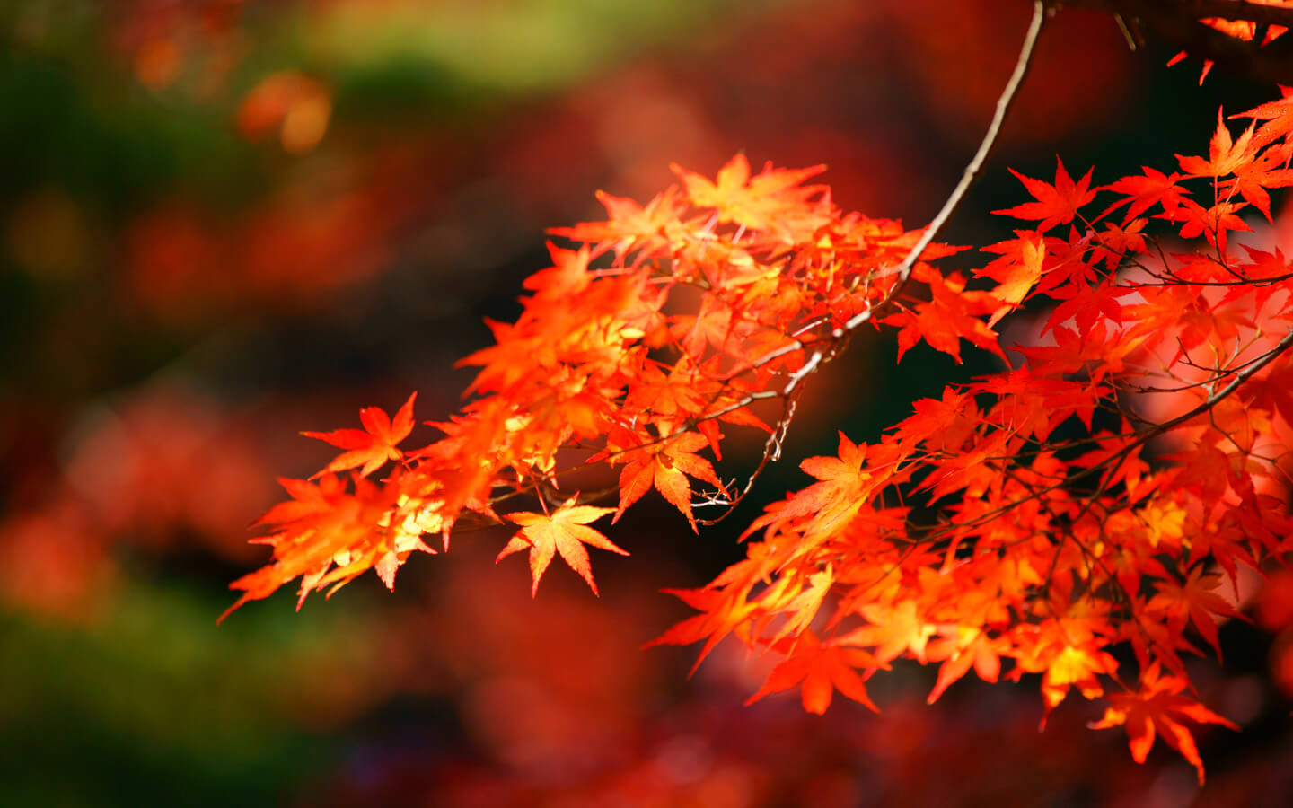 静岡へ絶景を見に行こう ライトアップした紅葉おすすめ名所 浜松エリアの生活 エンタメ情報はエネフィブログ