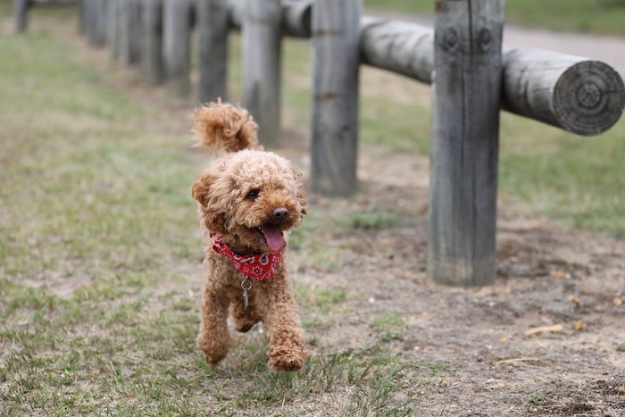 犬のお風呂の頻度や入れ方と乾かし方について 浜松エリアの生活 エンタメ情報はエネフィブログ