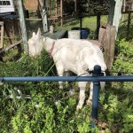 浜松市北区のヤギがいるカフェ！？ブロートリーベンに行ってみた！