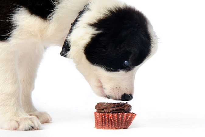 犬チョコレート画像