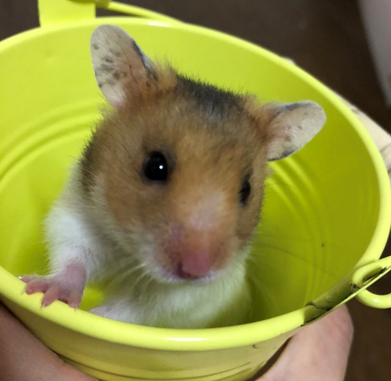 飼う前に一読 ハムスターの毎日のお世話 浜松エリアの生活 エンタメ情報はエネフィブログ