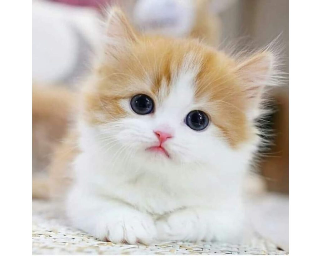 かわいい子猫