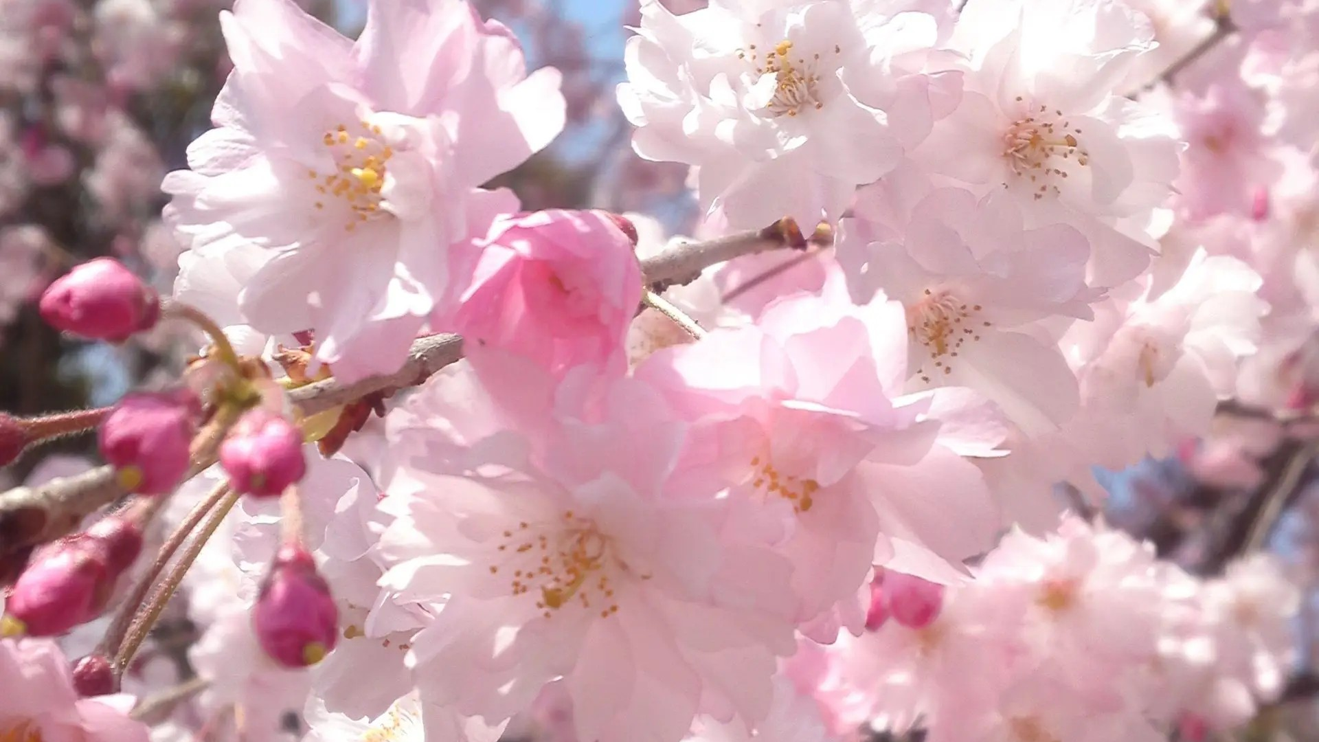 浜松市の桜スポット🌸