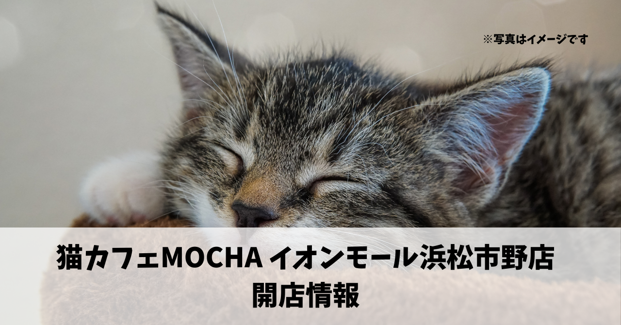 天王町に『猫カフェMOCHA イオンモール浜松市野店』が10月2日にオープンします！