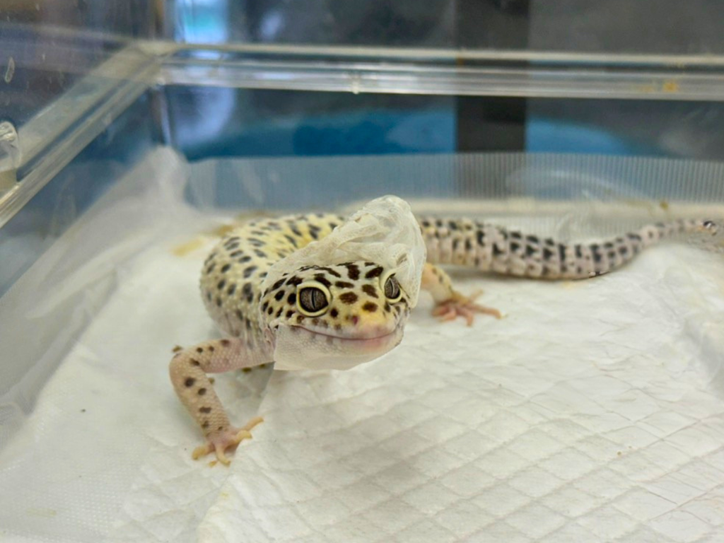 【琵琶湖さん ページ】爬虫類ケージ 約1200×450×450mm エネフィが行く！生き物の旅～「浜松爬虫類園K-tic」さん♪ | エネフィ