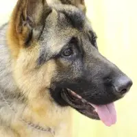 かわいいワンちゃんがかっこいい！？警察犬の秘密を探れ♪