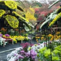 11月・秋といえば花の季節ですねぇ（＾◇＾）