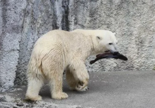 ホッキョクグマ