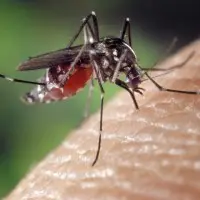 夏の虫を撃退！蚊・虫に刺された時＆刺される前の対処法って？