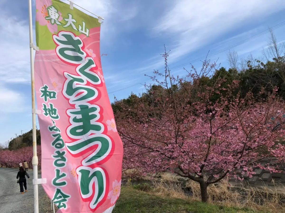 静岡県西部で最大級の河津桜が見られる「東大山 さくらまつり」