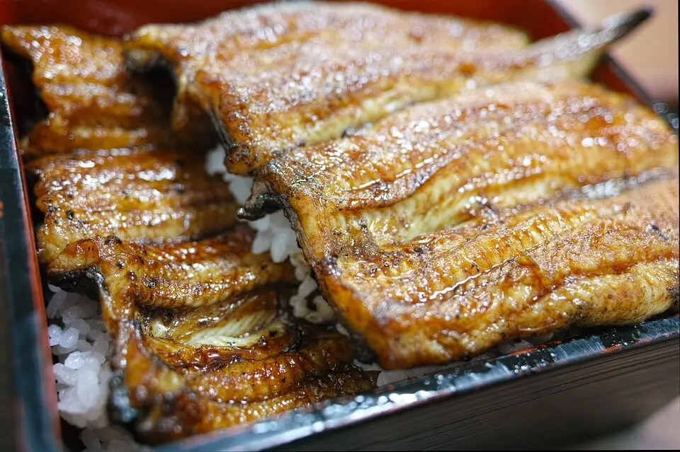 浜松名物「うなぎ」の雑学＆豆知識！浜松市内うなぎ専門店マップ