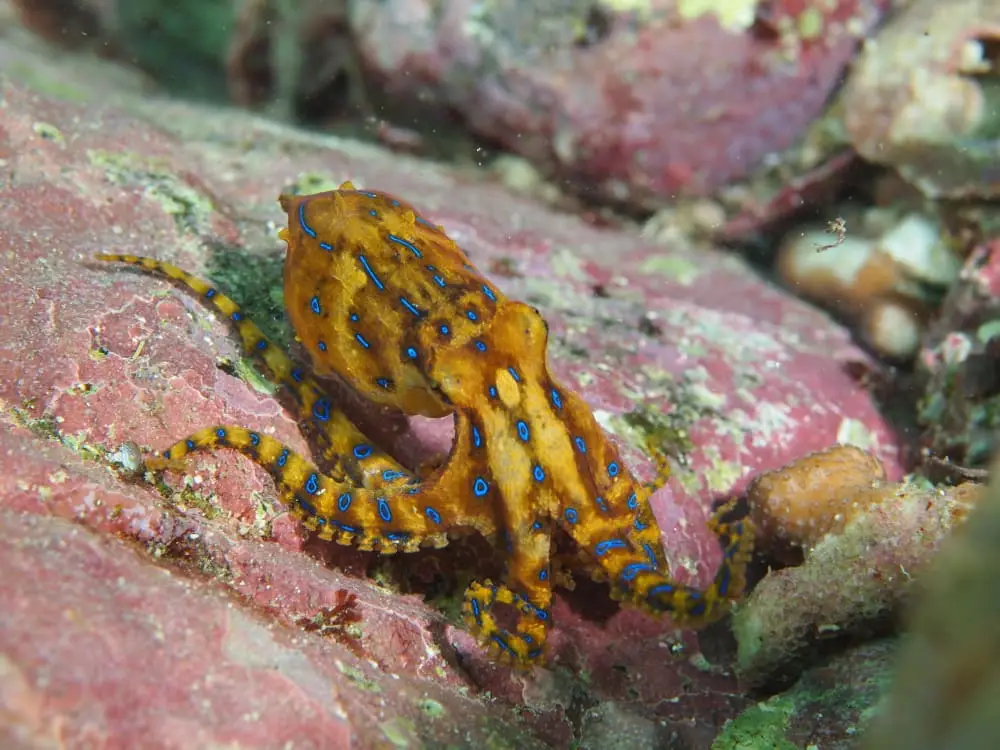 ヒョウモンダコ