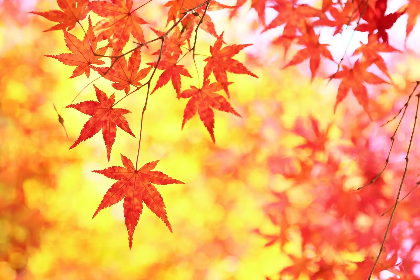 オススメ！紅葉の名所を紹介します