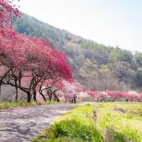 迫る、桜前線。桜の種類をご紹介！桜・桃・梅の見分け方も！