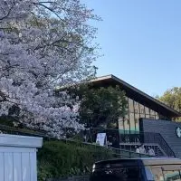 今が見頃！浜松城の桜！
