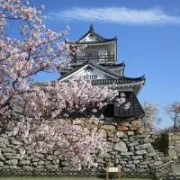 今週はお花見へ急いで！