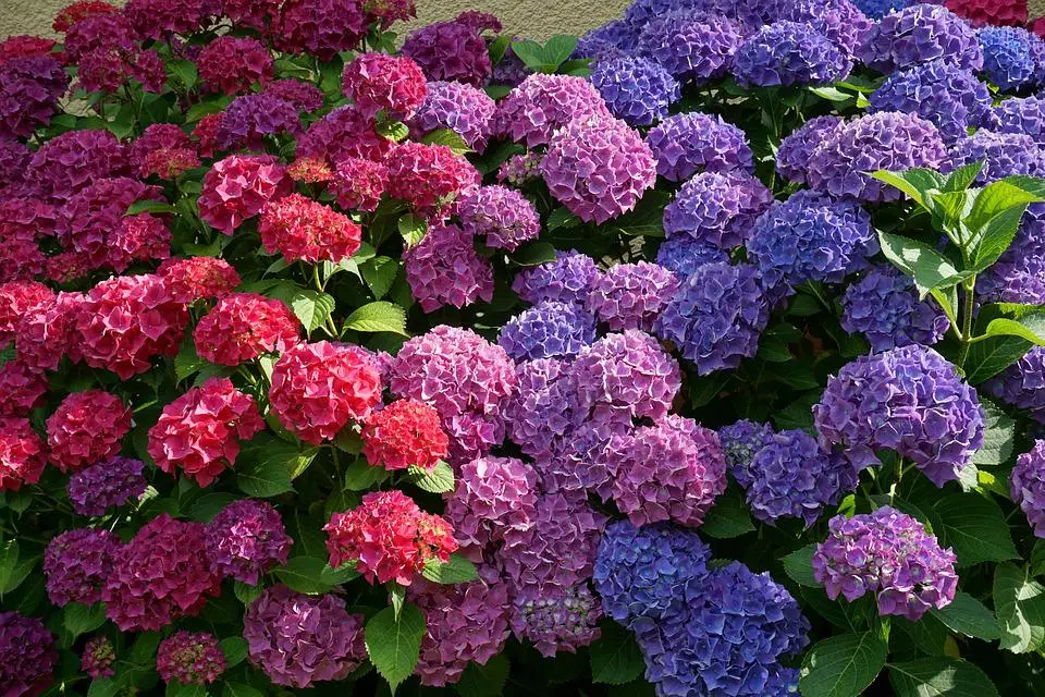 【もうすぐ梅雨入り】紫陽花の豆知識♪♪