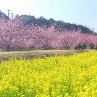 東大山河津桜祭り 2023年2月18日（土）～3月12日（日）