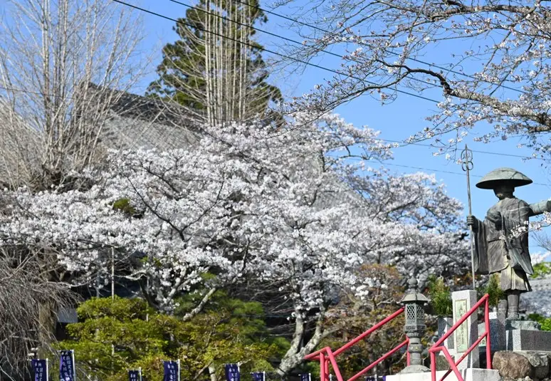 浜松市の桜名所めぐり：浜北区岩水寺の桜